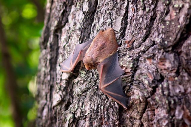 wild bats animal removal