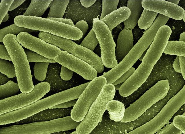 bacteria in swimming pool