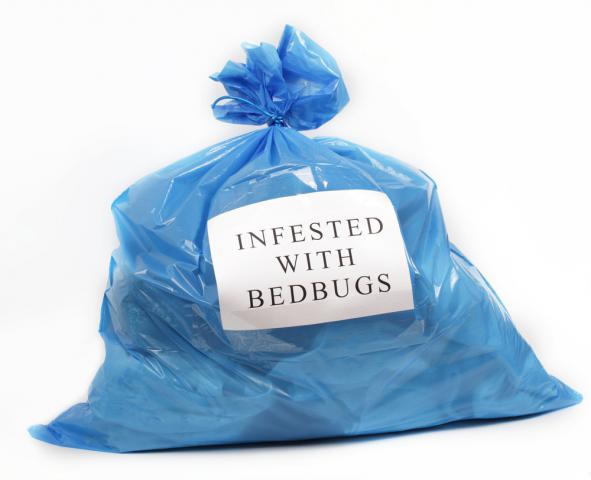 Pest Control - Bed Bugs