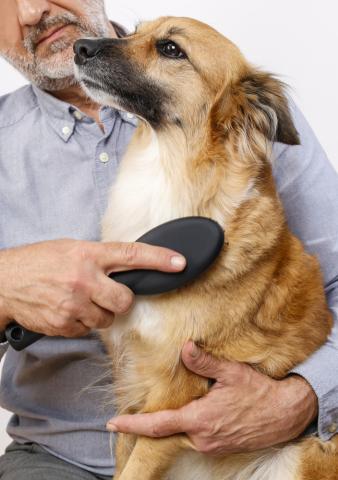 dealing with pet hair at home