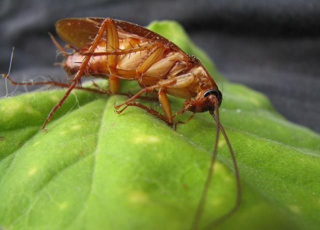 Pest Control in NJ - Cockroach