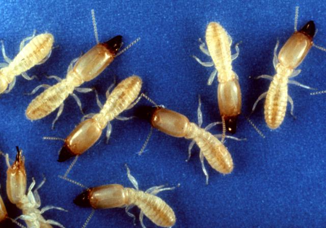 pest control in NJ - termites