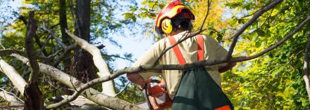 Local Tree Service Companies