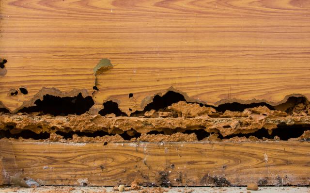 Wood Infected by Termites Pests