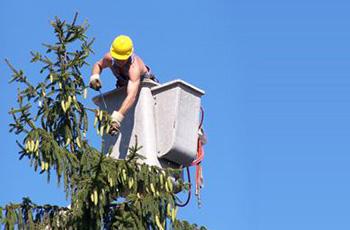 Local Tree Trimming Services Near You